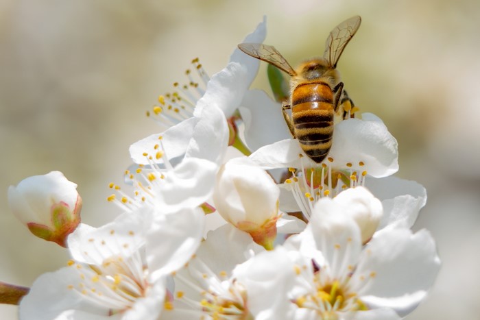 Bee on a white flower