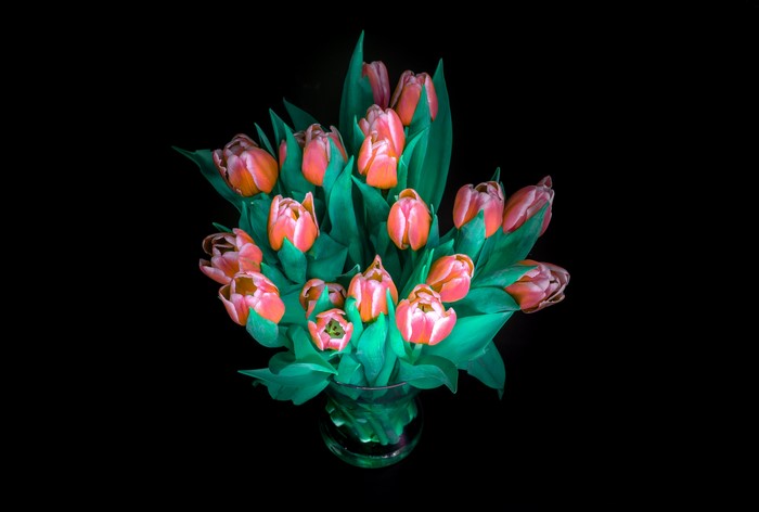 Bouquet of Orange Tulips on Black Background