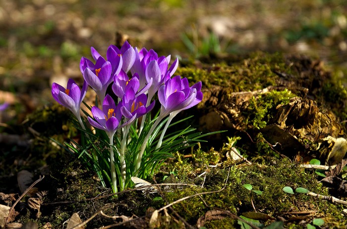 Purple crocuses blooming on mossy ground