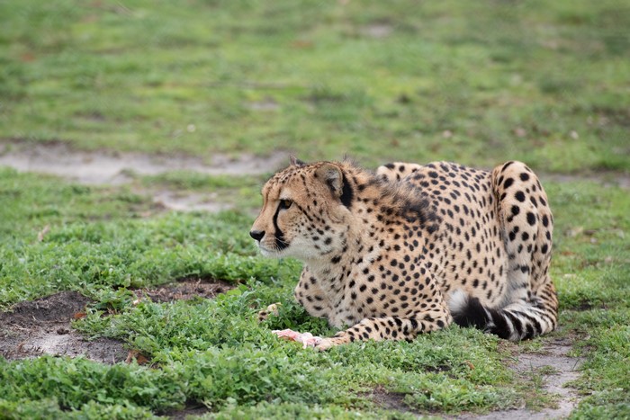 Cheetah lying down on grass