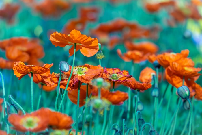 Field of Orange Poppies with Buds