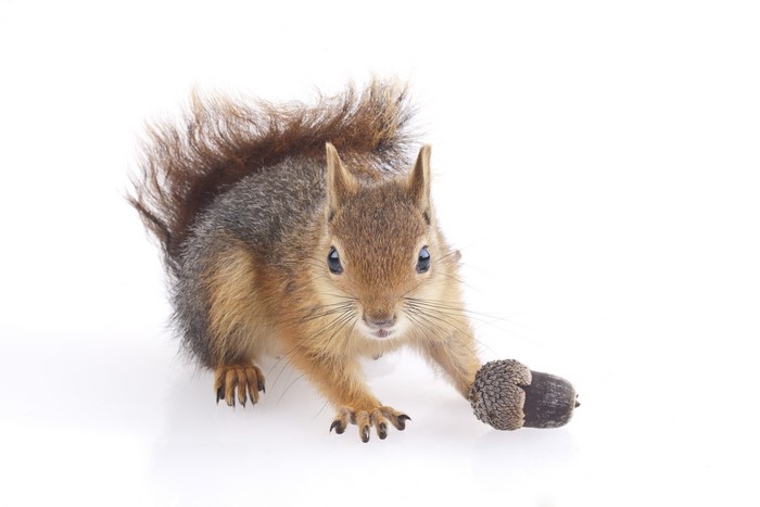 Squirrel with Acorn on White Background