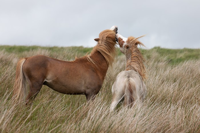 Two horses playing in a grassy field