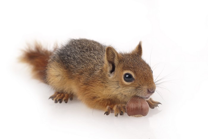 Squirrel holding a nut on a white background