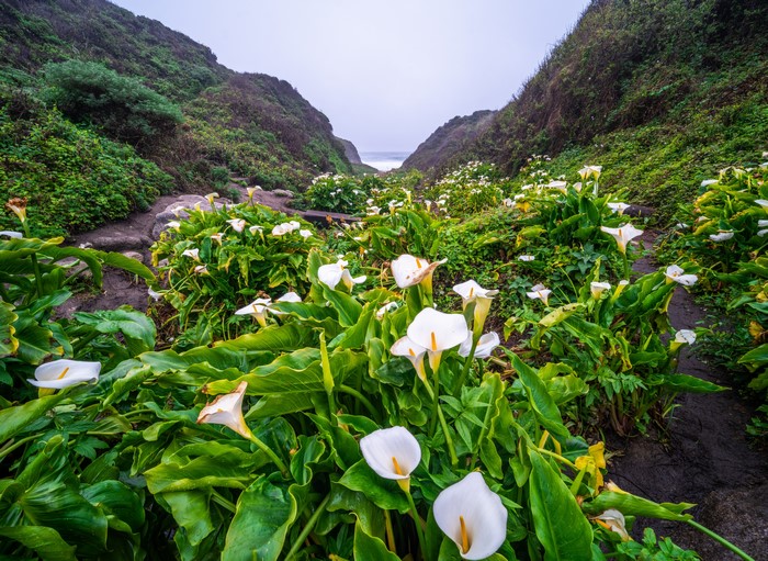 Calla Lilies in Big Sur, California