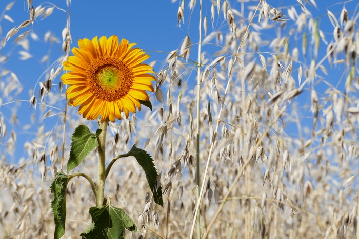 Sunflower in a field of oats