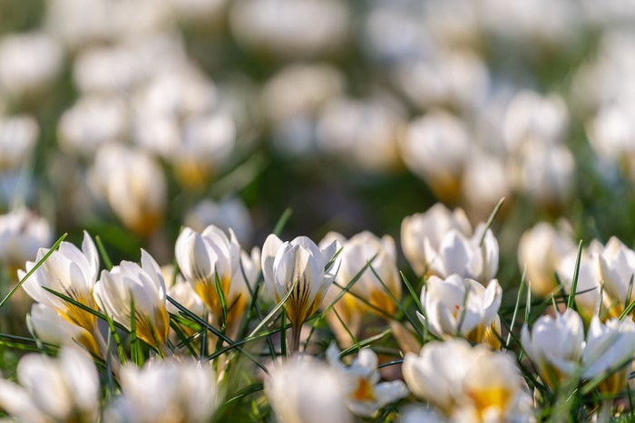 4K White Crocuses in Spring with Bokeh