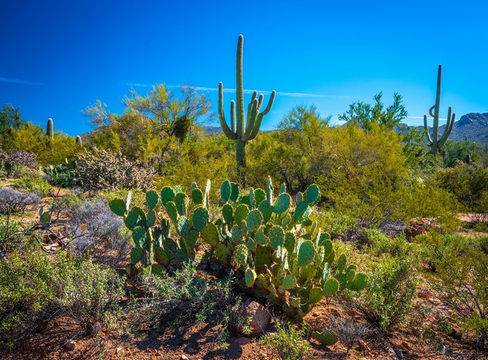 4K Saguaro National Park Arizona Cactuses Trees