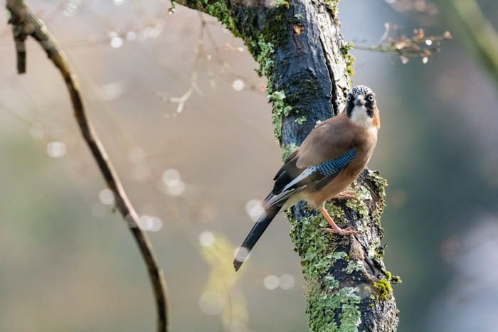 Eurasian Jay perched on a mossy branch