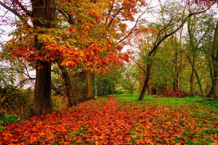 Autumn forest path covered in fallen leaves