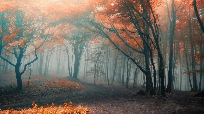 Misty forest with orange and teal autumn trees