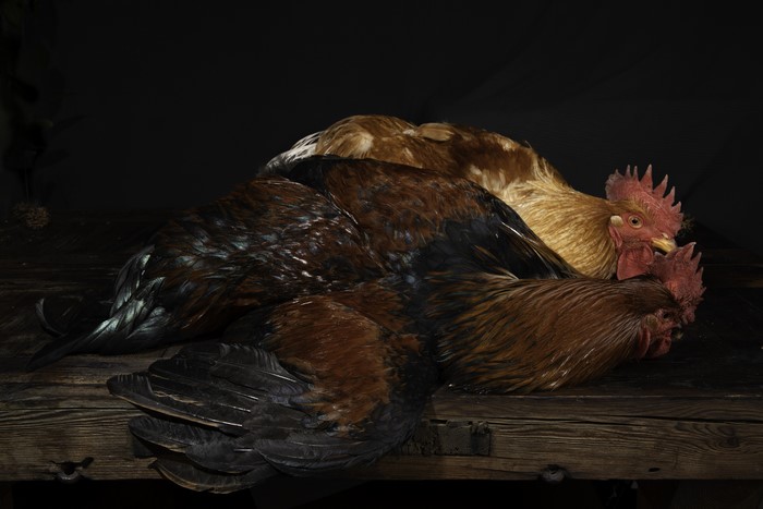 Two Roosters on Wood Planks