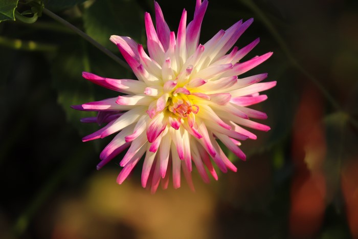 Closeup of a pink and white dahlia flower