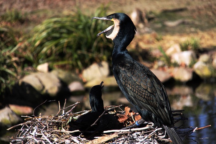 Two Cormorants in a Nest