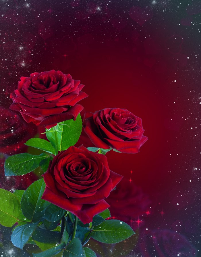 Three red roses with green leaves on a dark red background with stars