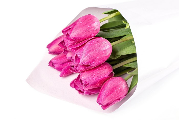 Pink Tulips with Water Drops in White Paper