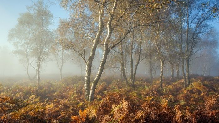 Misty forest with birch trees and ferns in autumn