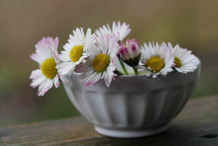 Bellis flowers in a white bowl