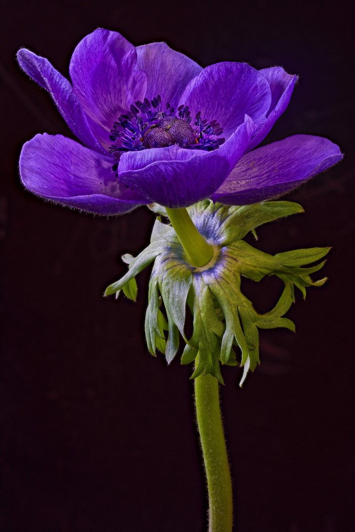 Purple Anemone coronaria flower with green stem