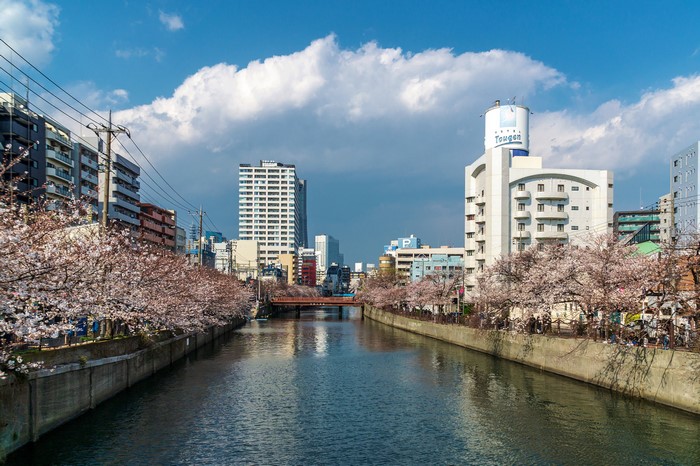 Ooka River in Yokohama, Japan during Spring with Cherry Blossoms