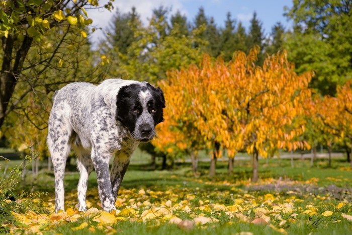 Alabai dog in autumn park