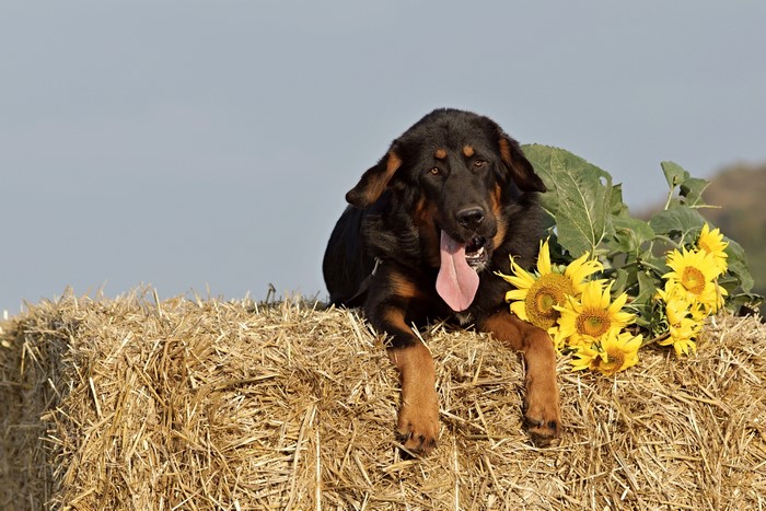 Tibetan Mastiff dog lying on straw bale with sunflowers