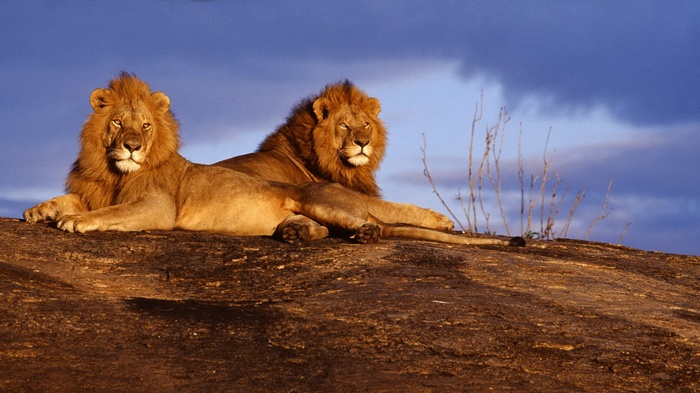 Two male lions resting on a rock