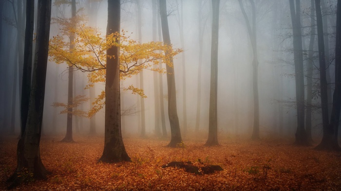 Autumn forest with yellow tree in fog