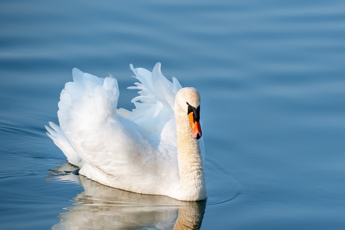 White Swan Swims in Blue Water