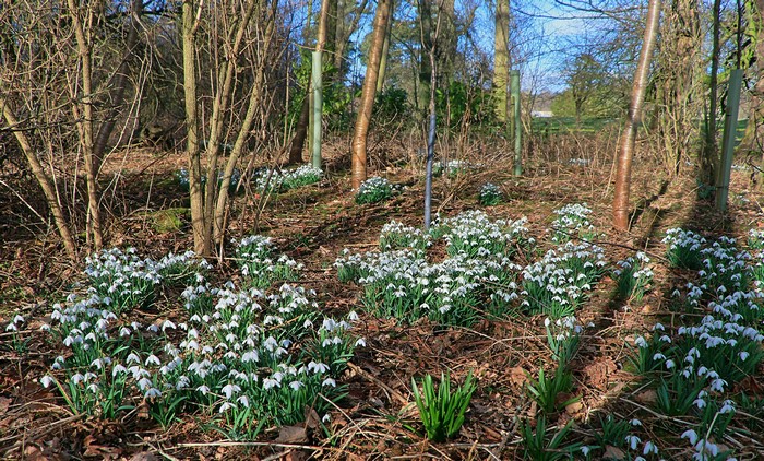 Snowdrops blooming in a woodland setting