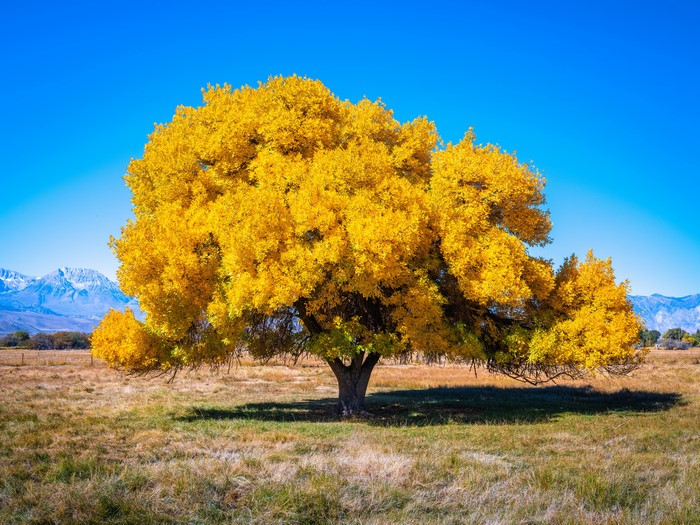 Autumn Tree in Bishop Creek, California