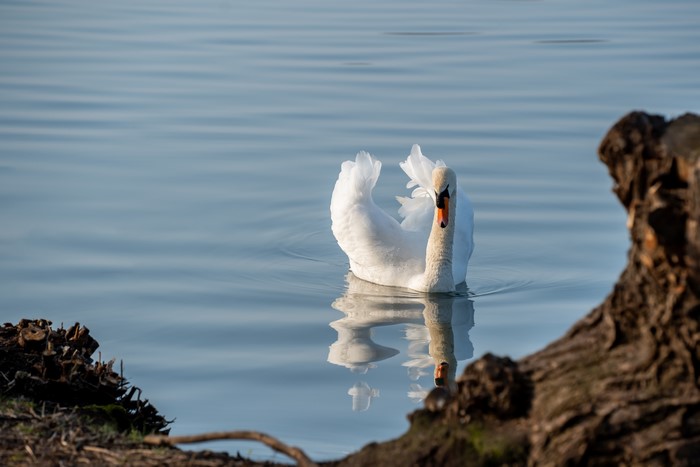 White Swan Swimming on Water