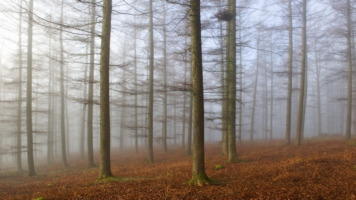 Misty forest with bare trees and fallen leaves