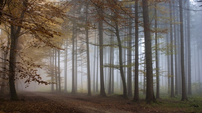 Misty forest path with autumn leaves