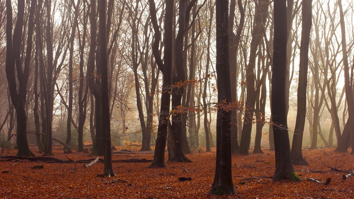 Misty forest floor covered in autumn leaves