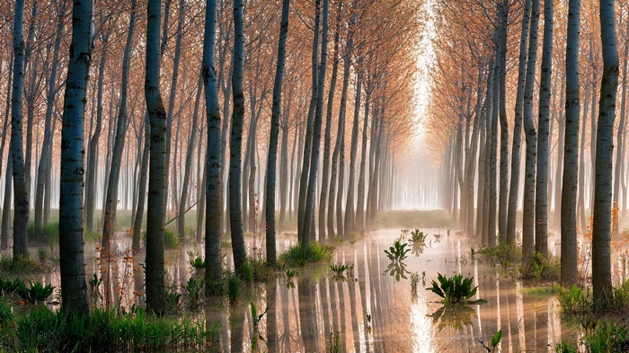 A misty forest with a flooded path and reflections
