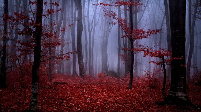 Misty forest with red leaves on trees and ground