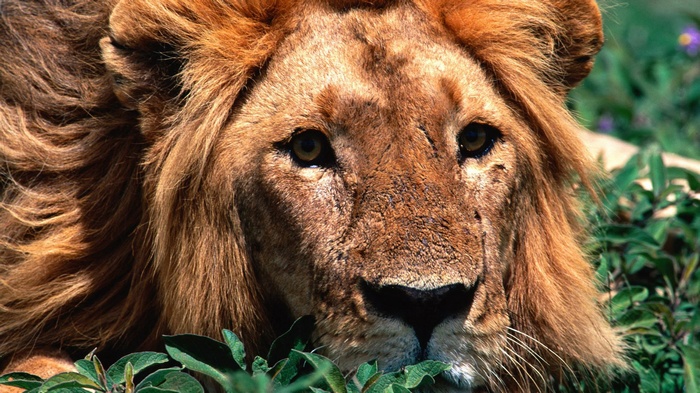 Close-up of a male lion's face
