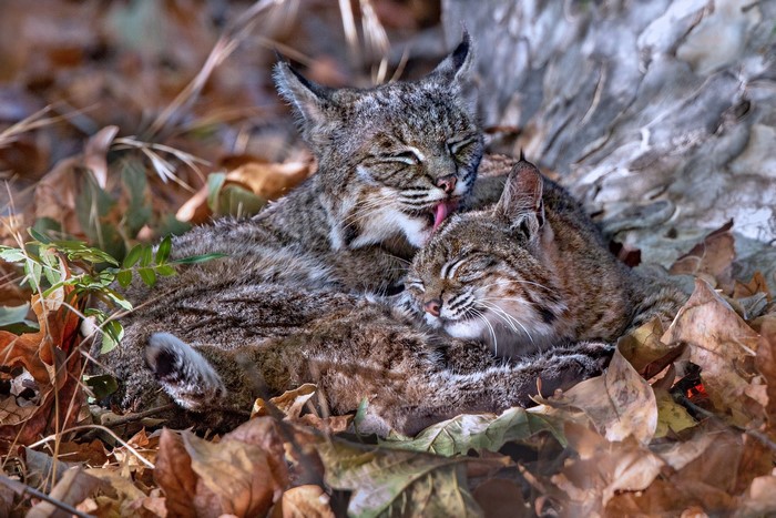 Two bobcats grooming each other in autumn leaves