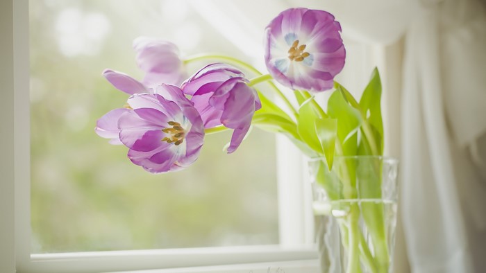 Purple tulips in a vase by the window