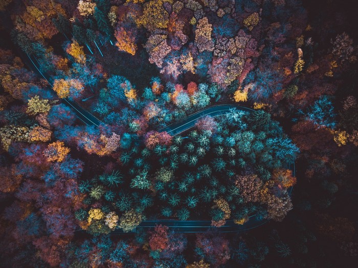 Aerial view of a winding road through a colorful autumn forest