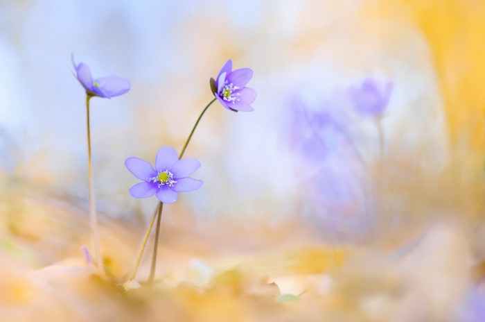 Purple flowers in a soft focus natural setting