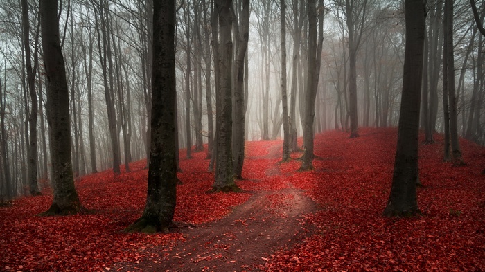 Forest path covered in red leaves with fog
