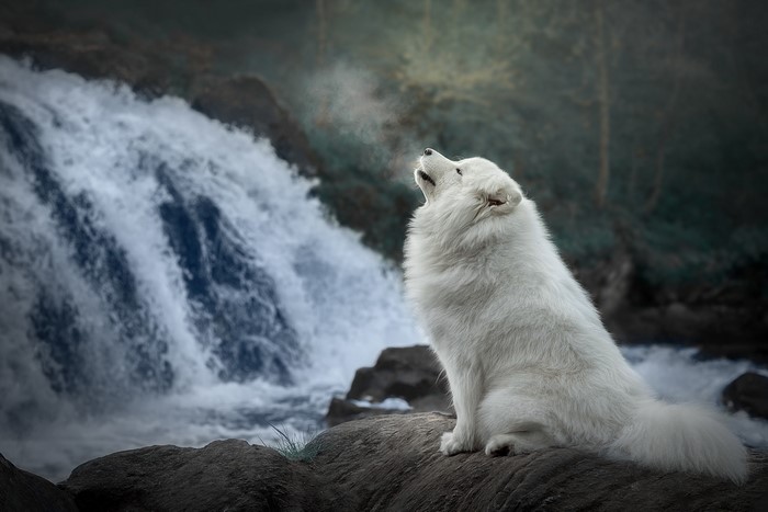 White dog howling at a waterfall
