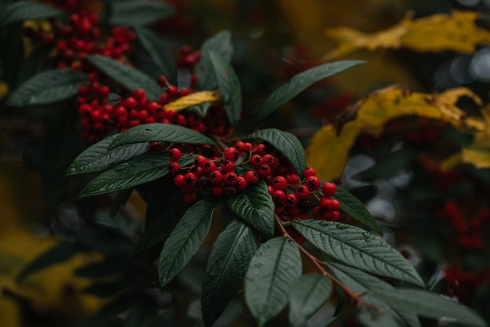 Close-up of red berries on a branch with green leaves