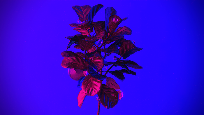 Plant with glass balls under neon lights