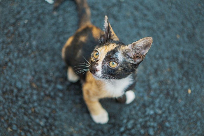 Calico kitten with yellow eyes looking up
