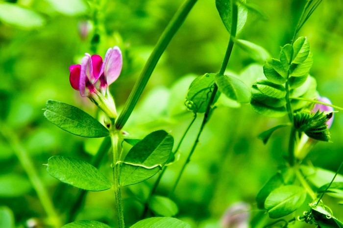 Pink and purple flower on a green plant