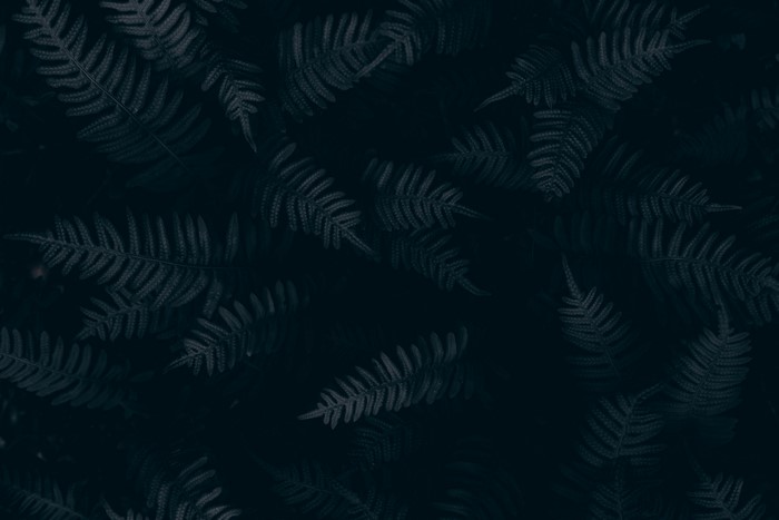 Dark fern leaves in a forest