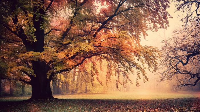 Misty autumn park with large tree and fallen leaves
